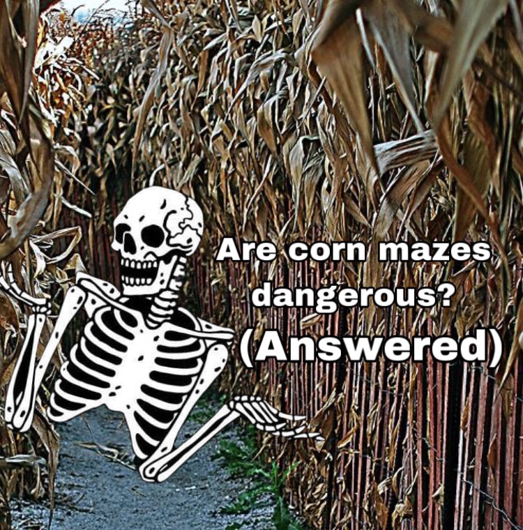 Are corn mazes dangerous? (Answered)