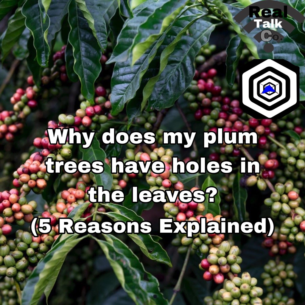 Why does my plum tree have holes in the leaves? (5 reasons Explained)
