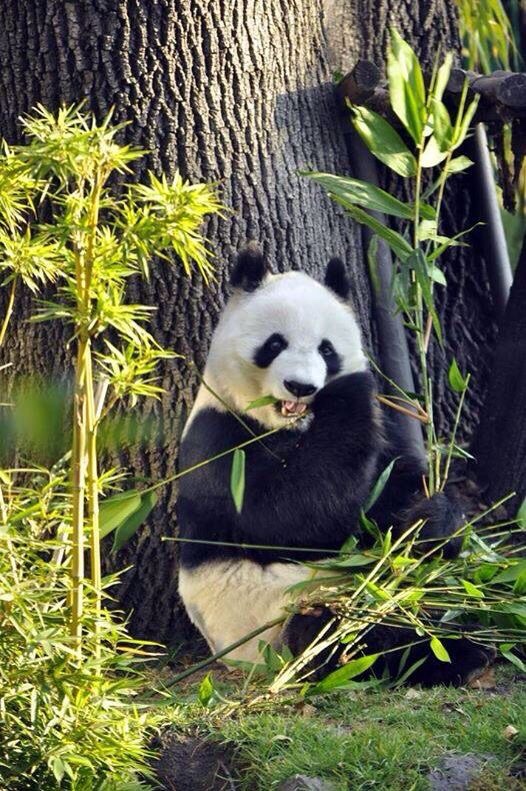 Why do pandas only eat bamboo? (The REAL reason&nbsp;explained)