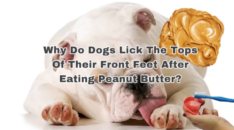Why Do Dogs Lick The Tops Of Their Front Feet After Eating Peanut&nbsp;Butter?
