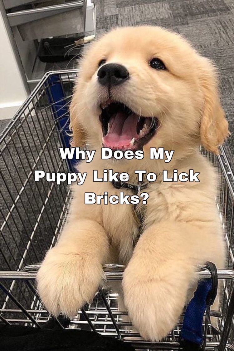 Why does my puppy like to lick&nbsp;bricks?