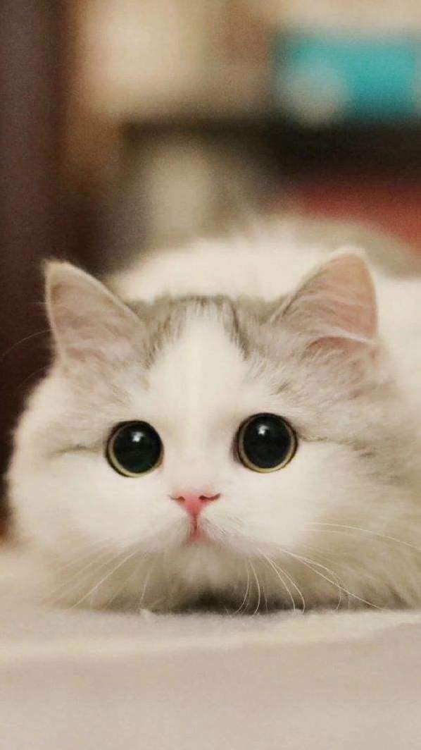 why are cats good mothers (explained)