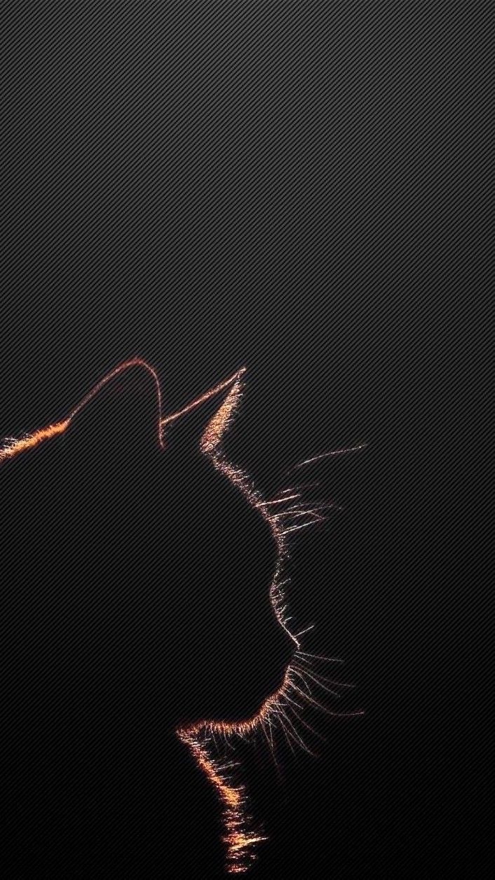 Why cats live longer than dogs (explained)