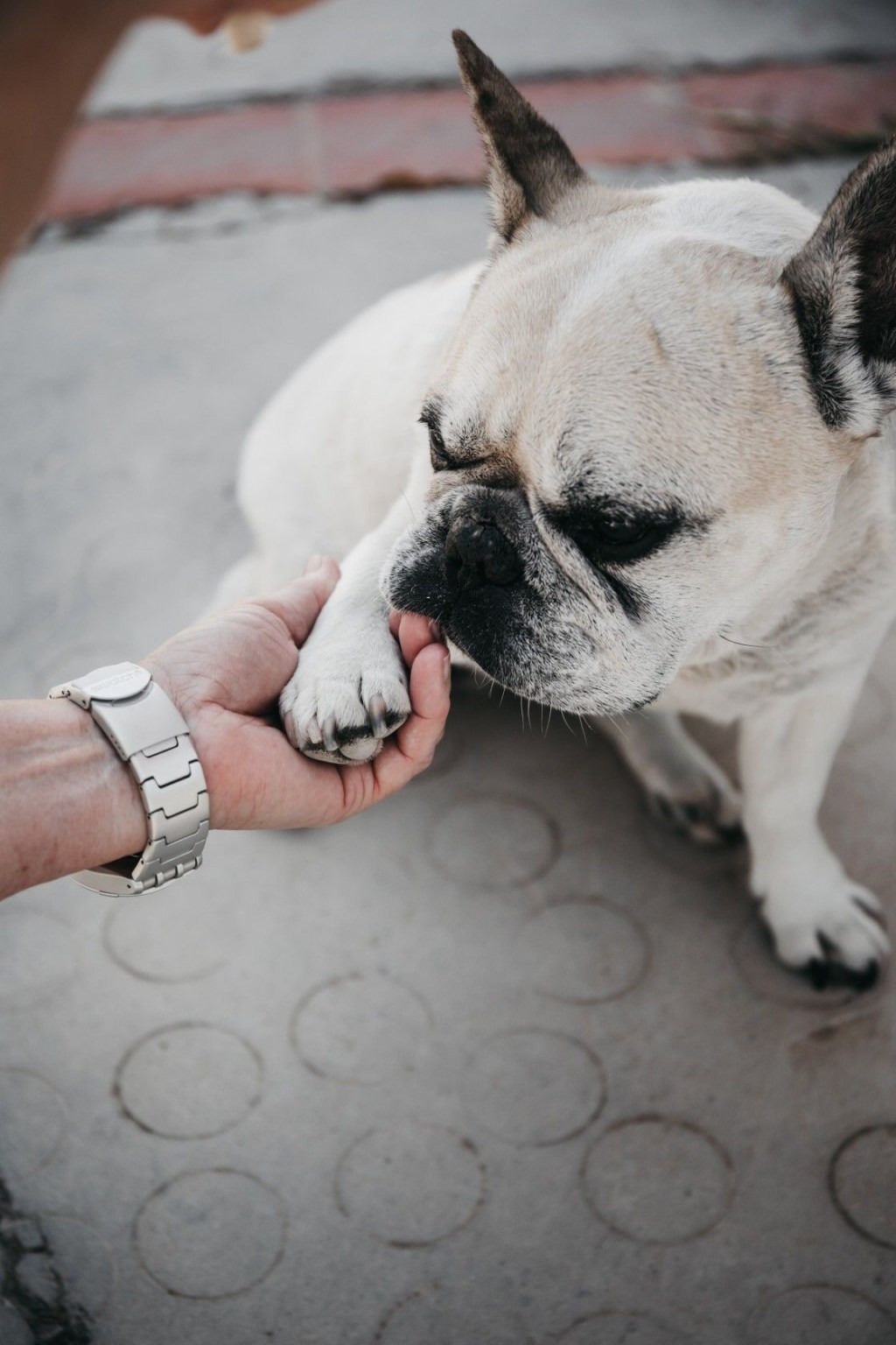 Why are dogs so kind to humans?