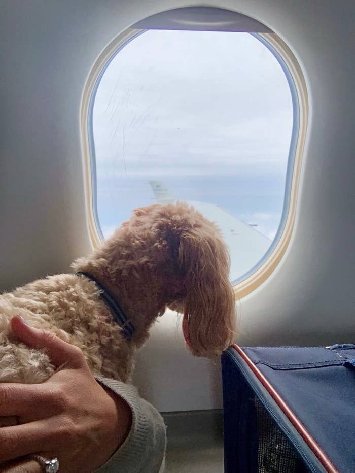 How do you transport a dog across the country?&nbsp;(Answered)