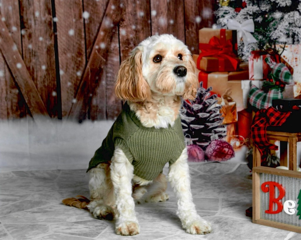 Why do people abandon their pets in the face of disaster? (Explained)