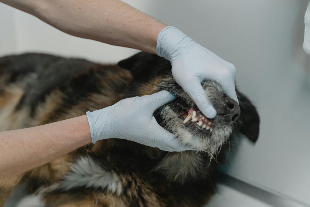 Why are dog teeth extractions so expensive?&nbsp;(Explained)