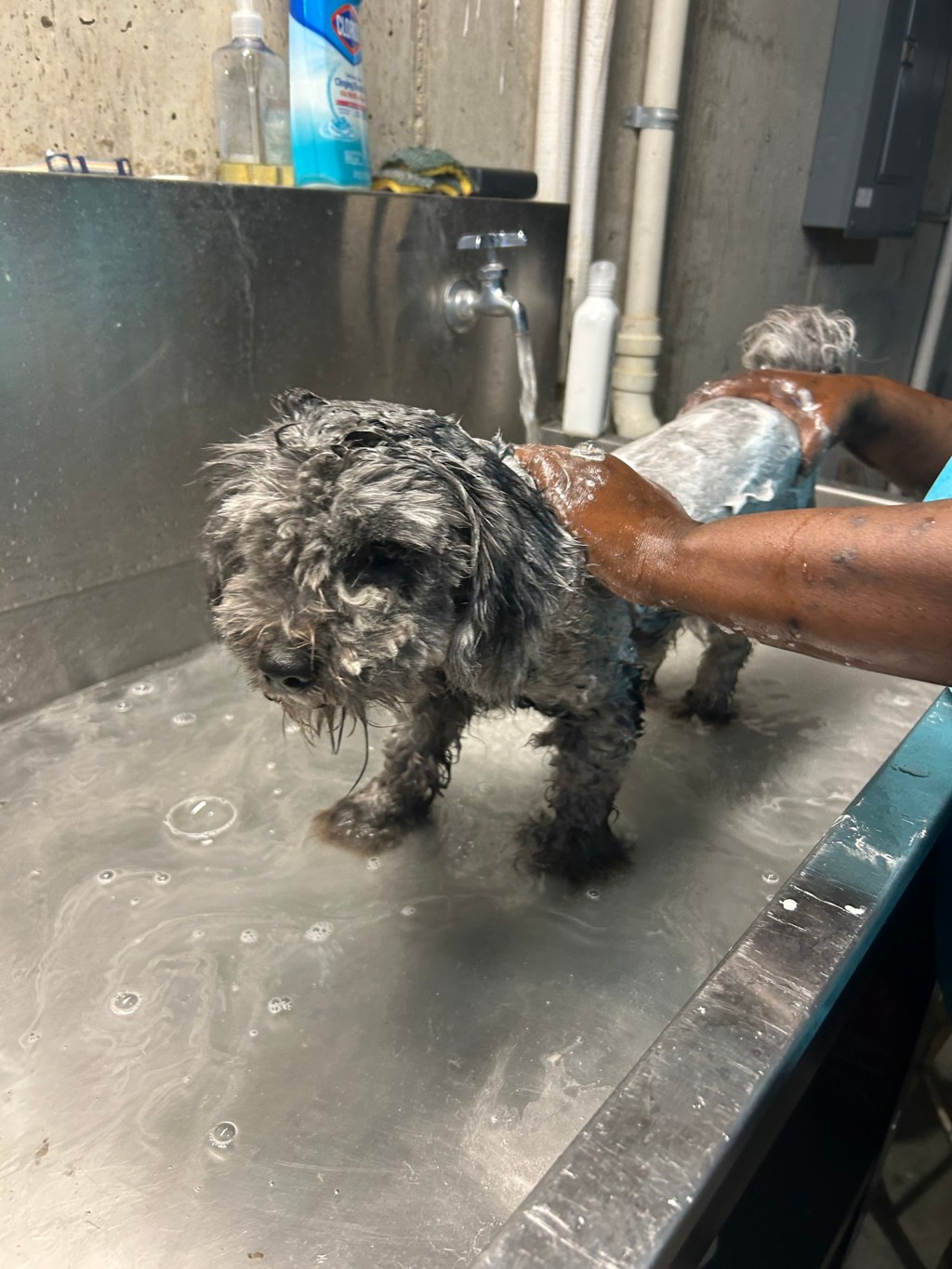 4 Things That’s Good About Having a Pet