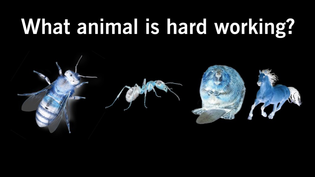 What animal is hard working? (Open Discussion)